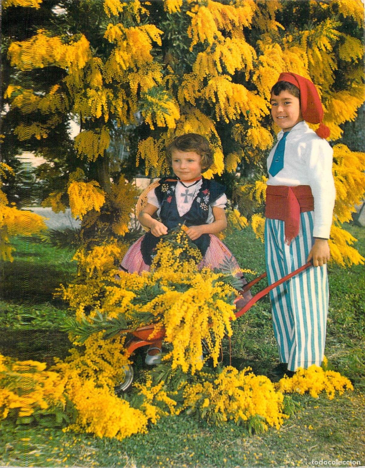 Postales: Postal de la Costa Azul, ni&ntilde;os recolectando mimosa en Francia