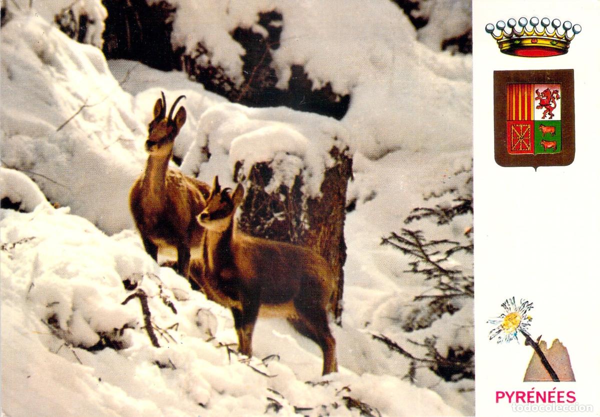 Postales: Postal de isardos en los Pirineos nevados