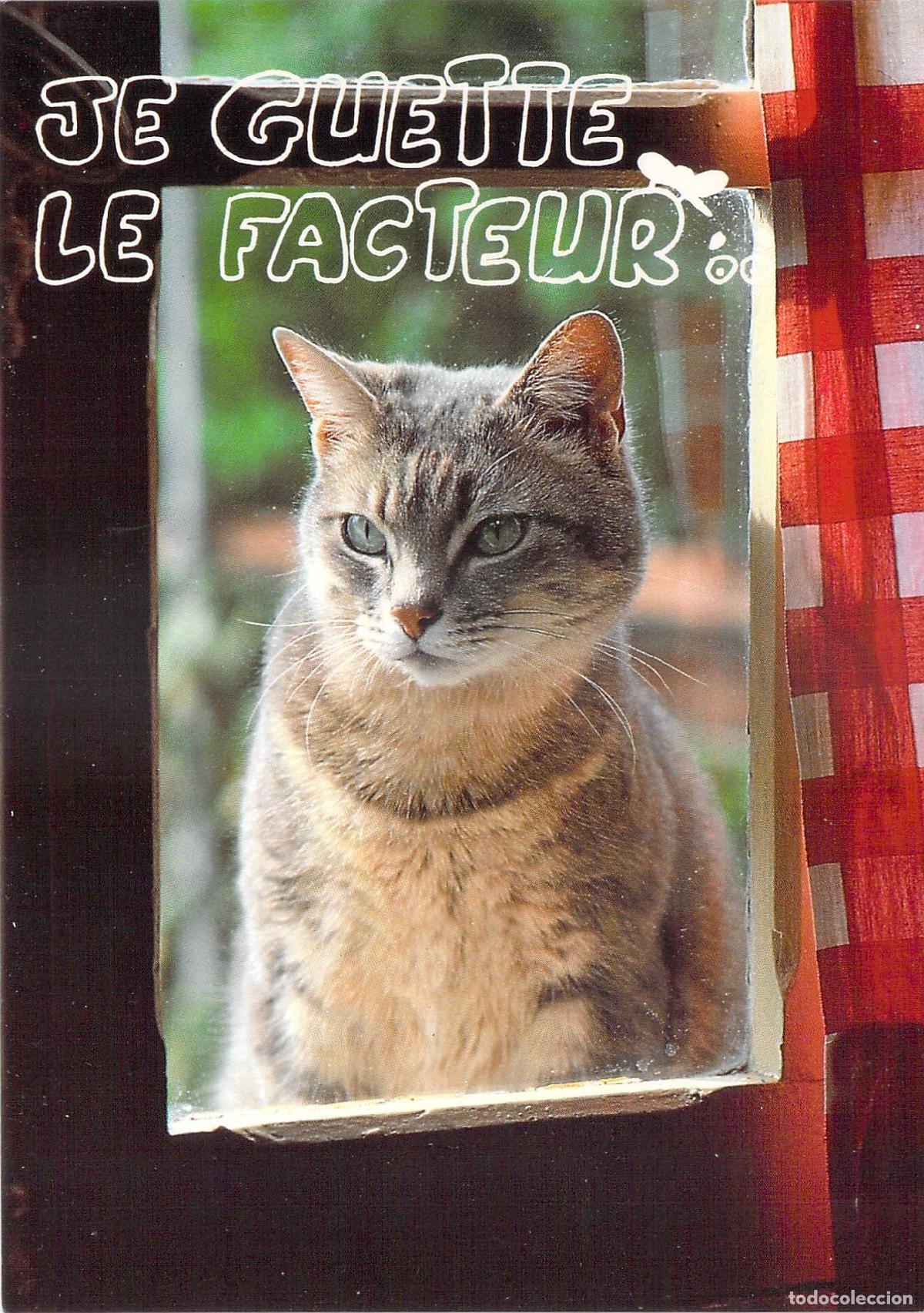 Cartoline: Postal con fotograf&iacute;a de un gato esperando en la ventana