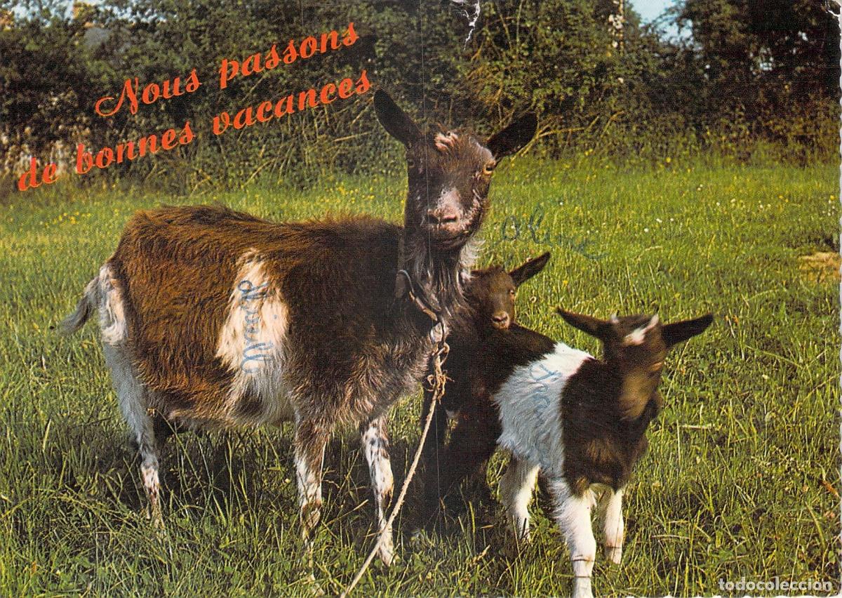 Cartoline: Postal de Cabras en el Campo con Frase de Vacaciones