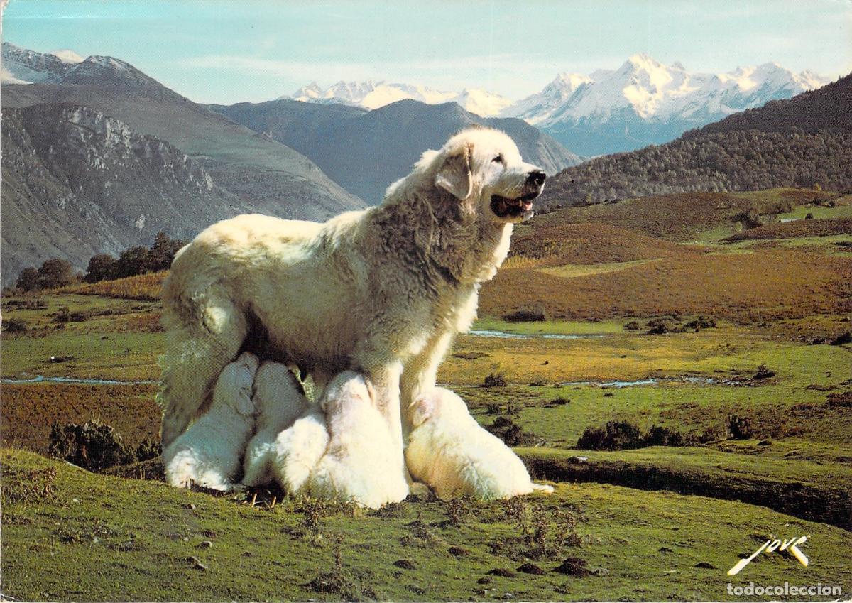 Postales: Postal de perro de monta&ntilde;a de los Pirineos con sus cachorros