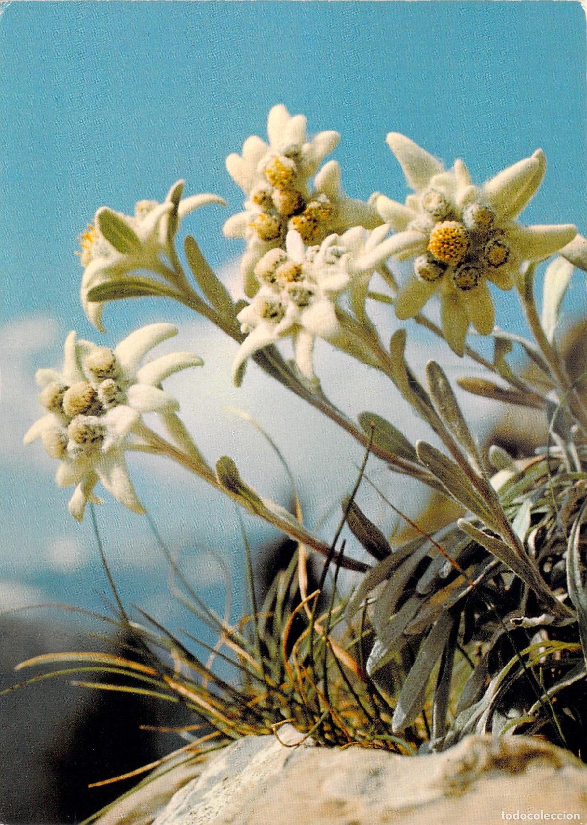 Cartes Postales: Postal con imagen de flores Edelweiss en los Alpes