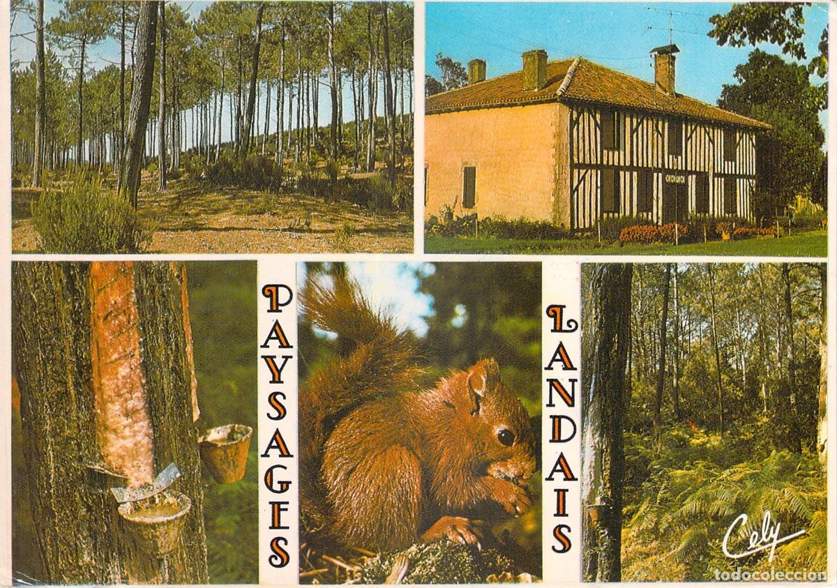Cartoline: Postal de Paisaje Landais Francia con Ardilla y Casa Tradicional