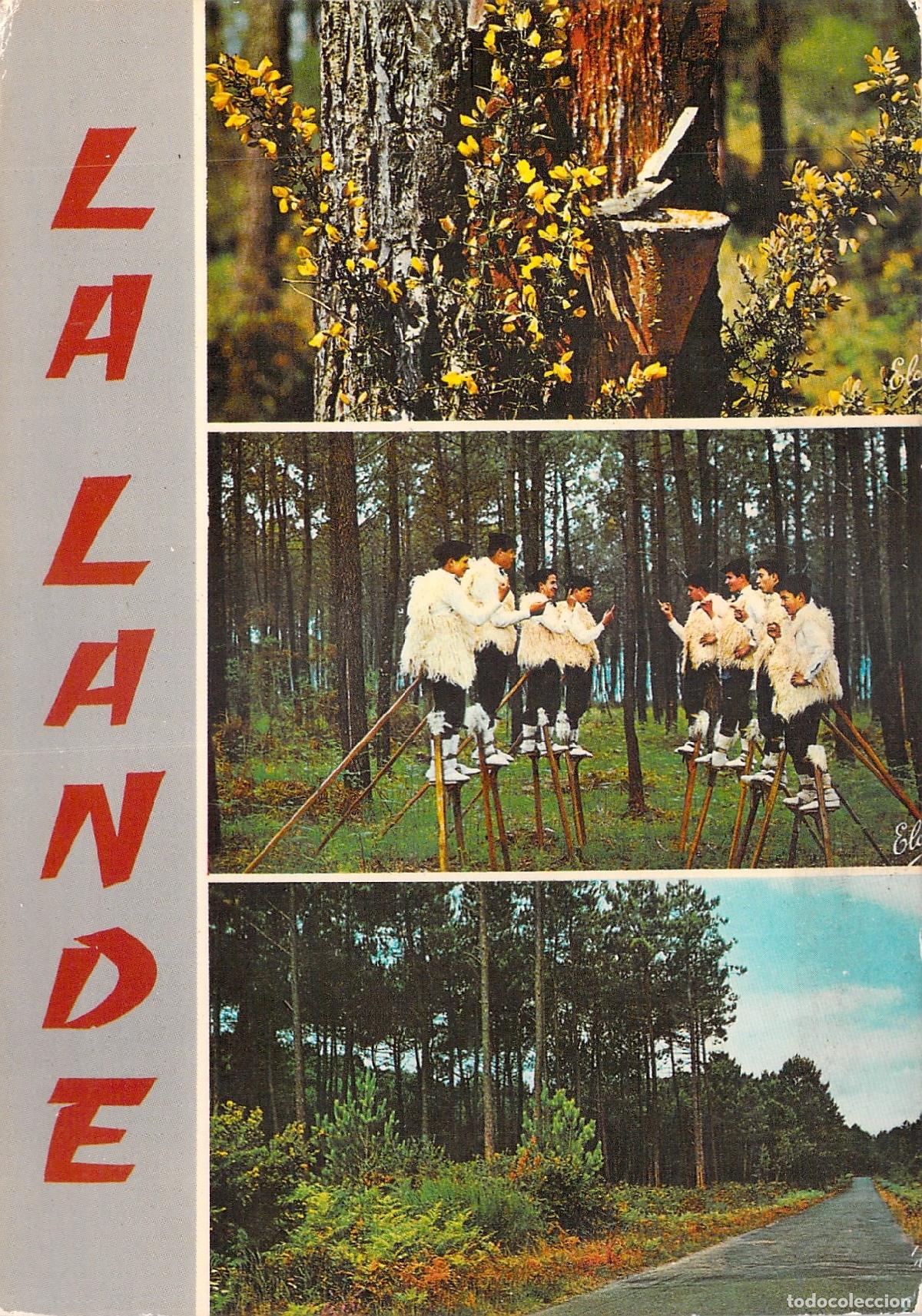 Cartoline: Postal de las Landas Francia Bosque y Zancudos Lous Cadetouns
