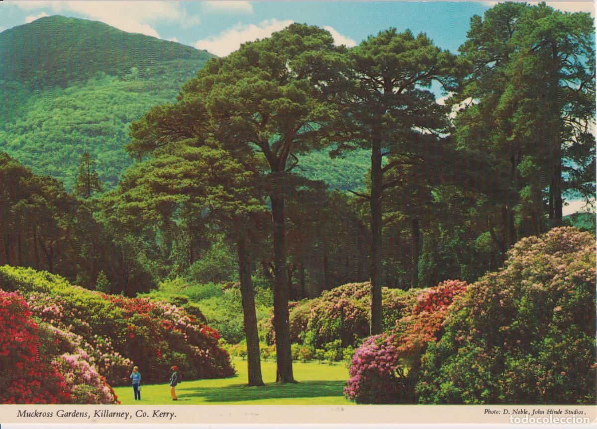 Postales: IRLANDA, KILLARNEY, CONDADO DE KERRY, JARDINES DE MUCKROSS - JOHN HINDE 2/493 - S/C