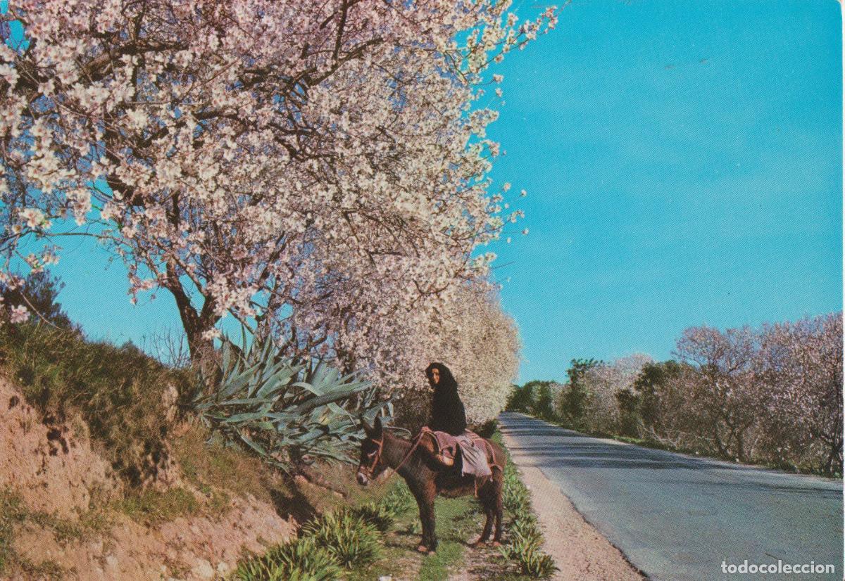 Postales: PORTUGAL, ALGARVE, ALMENDROS EN FLOR &ndash; CAS &ndash; S/C