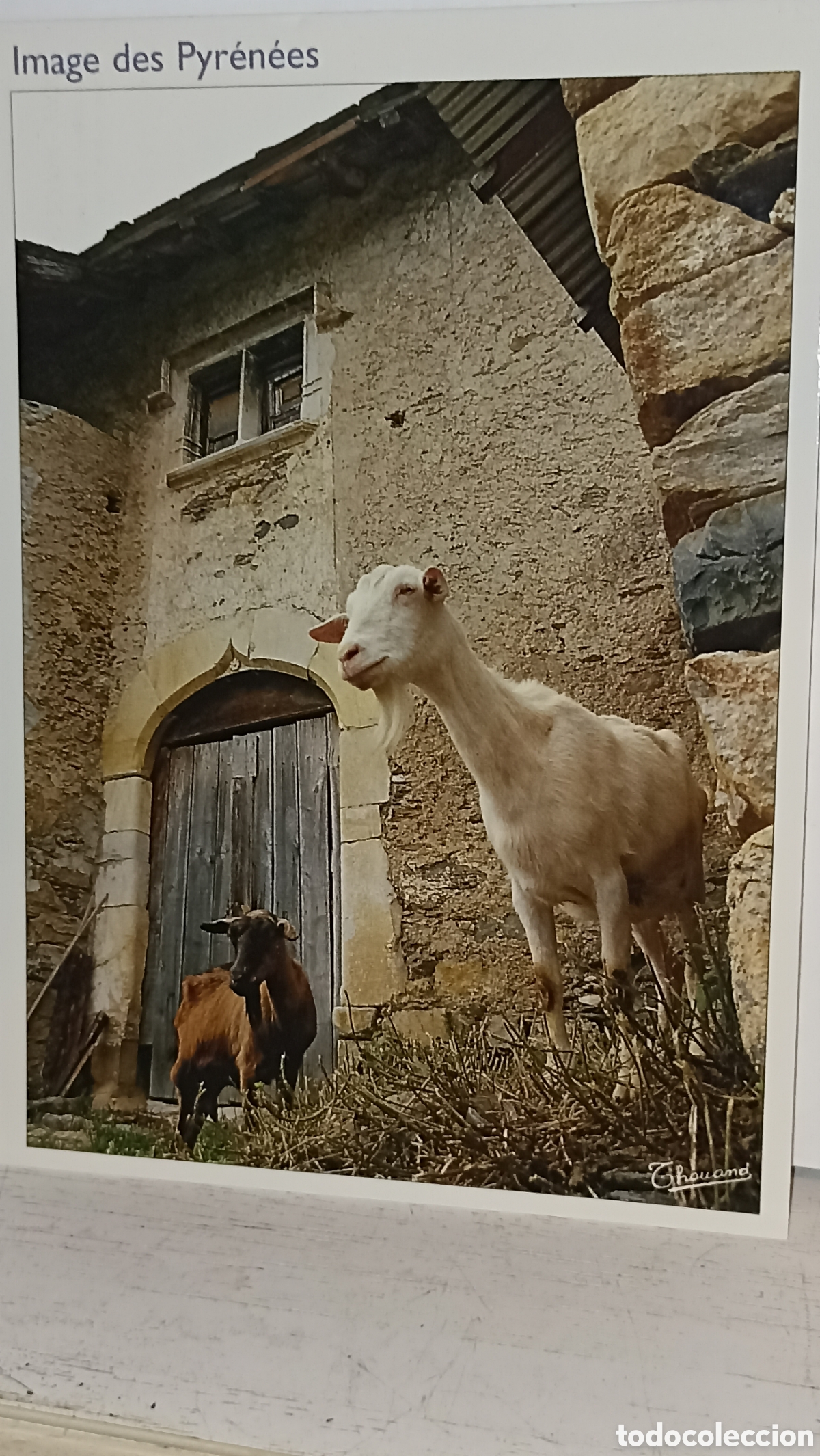 Postales: El cabrito de listo im&aacute;genes Pirineos