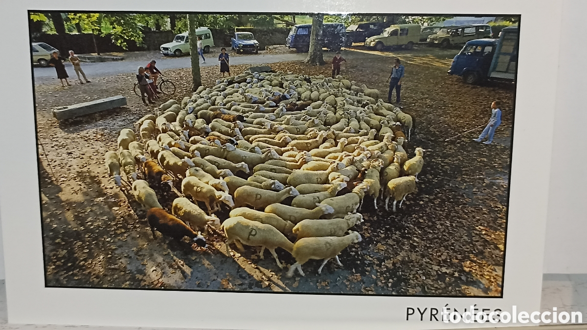Postales: Mint la ronde des moutons