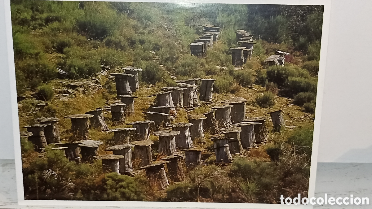 Postales: MINT. Cevennes rural. Precioso postal franc&eacute;s