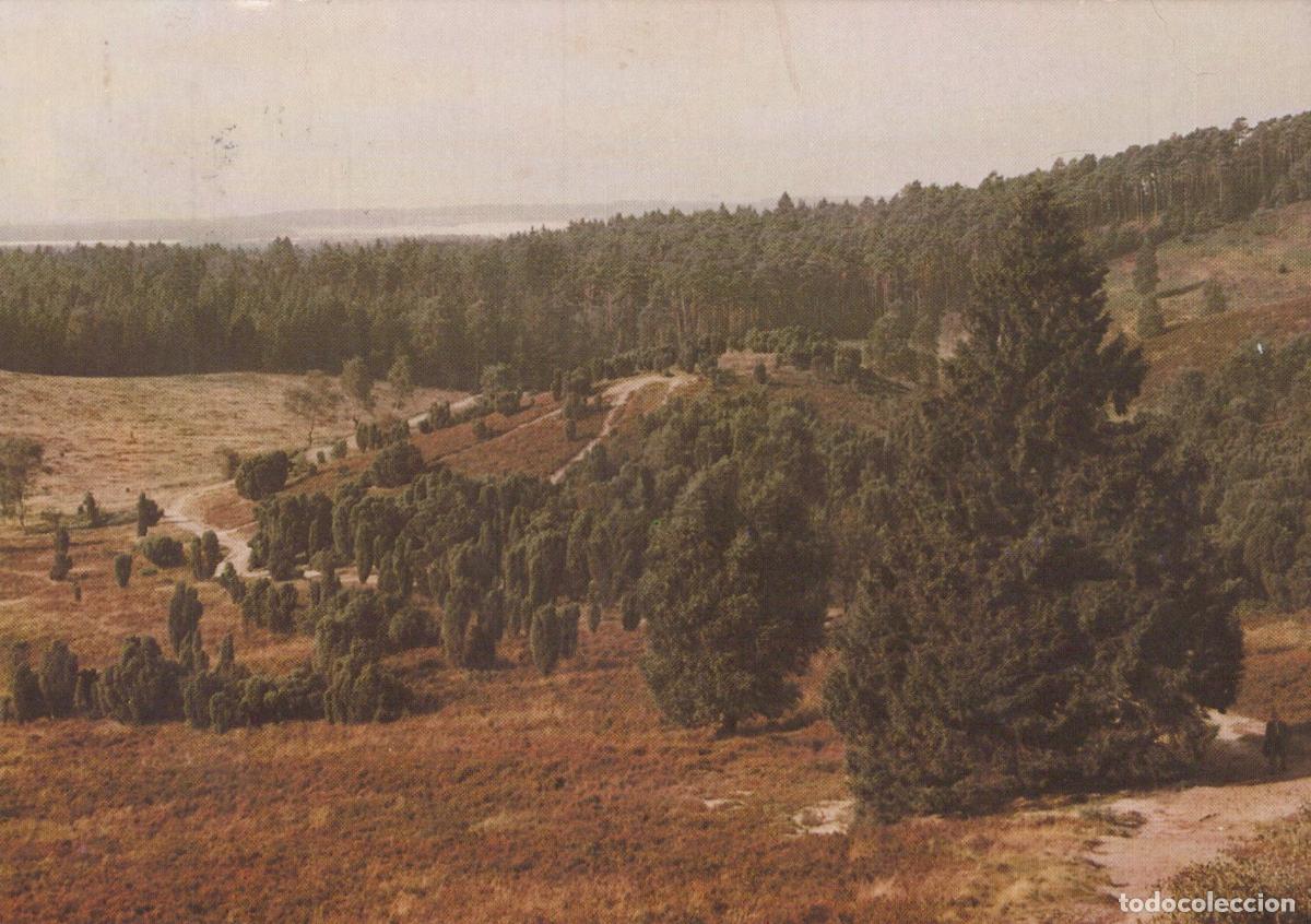 Cartoline: Germany L&uuml;neburg Heath Landscape With Juniper Trees And Distant Lake *YBB265