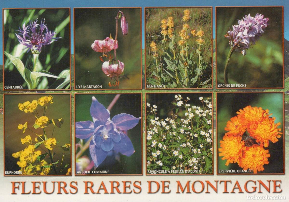 Cartoline: France Clermont Ferrand Rare Mountain Flowers Of Auvergne Botanical *YBB288