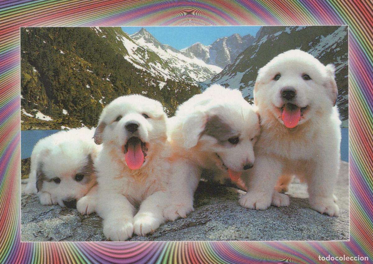 Cartes Postales: France Argeles Gazost Four Pyrenean Mountain Dog Puppies In The French *YBB323