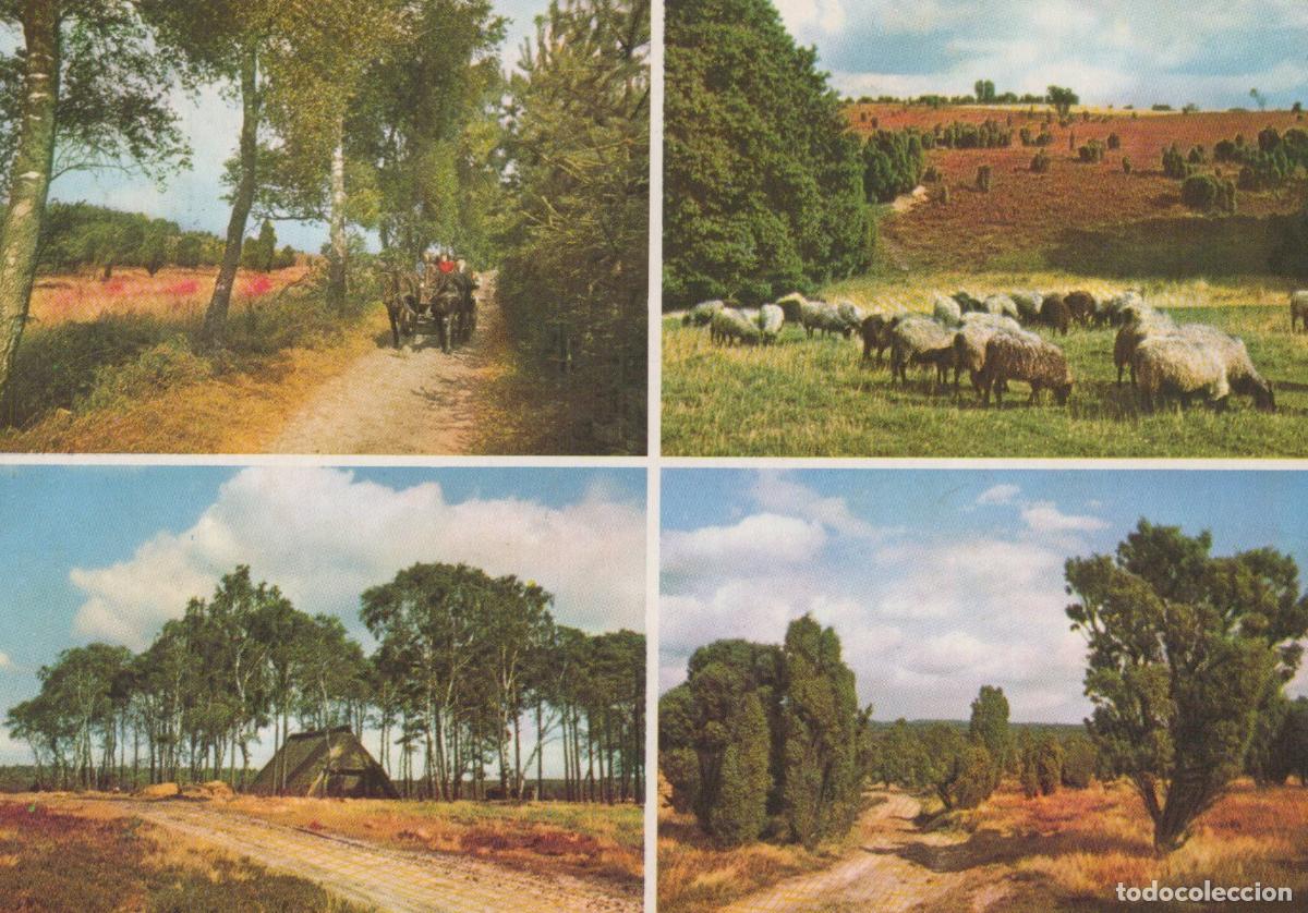 Cartes Postales: Germany L&uuml;neburg Heath Rural Scenes Sheep And Traditional Hat *YBB262