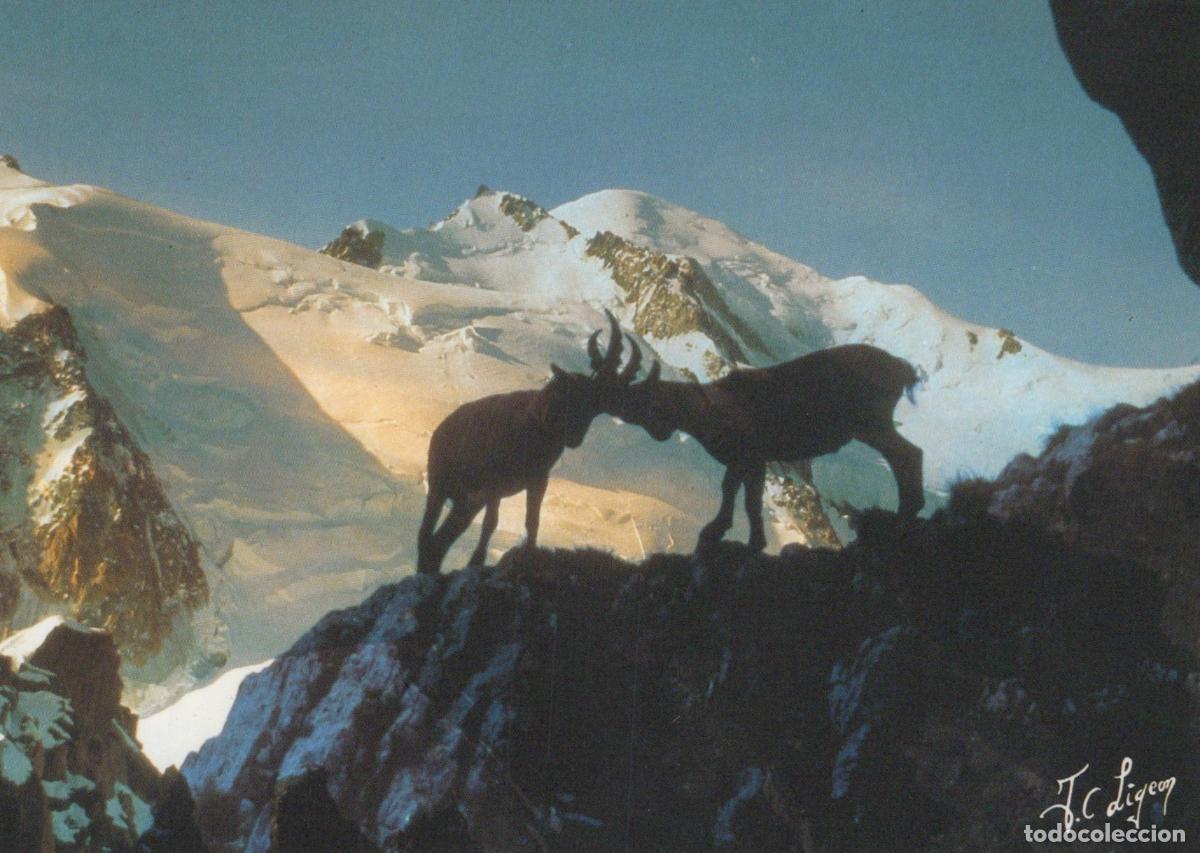 Cartes Postales: France Chamonix Mont Blanc Alps Ibex Mountain Goats Fighting Silhouette *YBB282