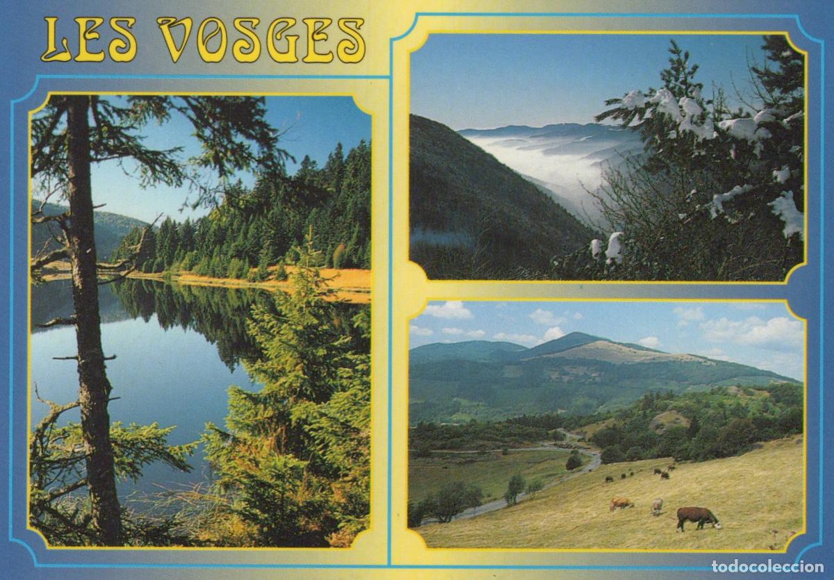 Postkarten: France Vosges Mountains Landscape Lake Forest Snow Cows *YBB302