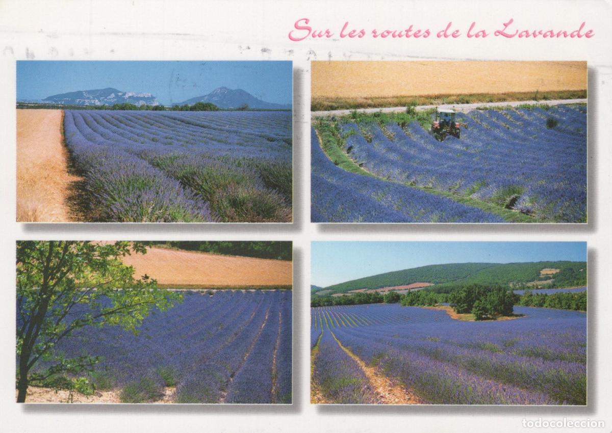 Postais: France Avignon Lavender Fields In Provence With Tractor And Mountains *YBB365