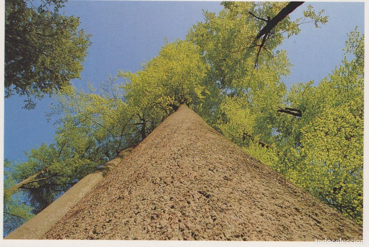 Cartoline: France Lille Mormal Forest Looking Up At Tall Trees With Green Unposted *YBB562
