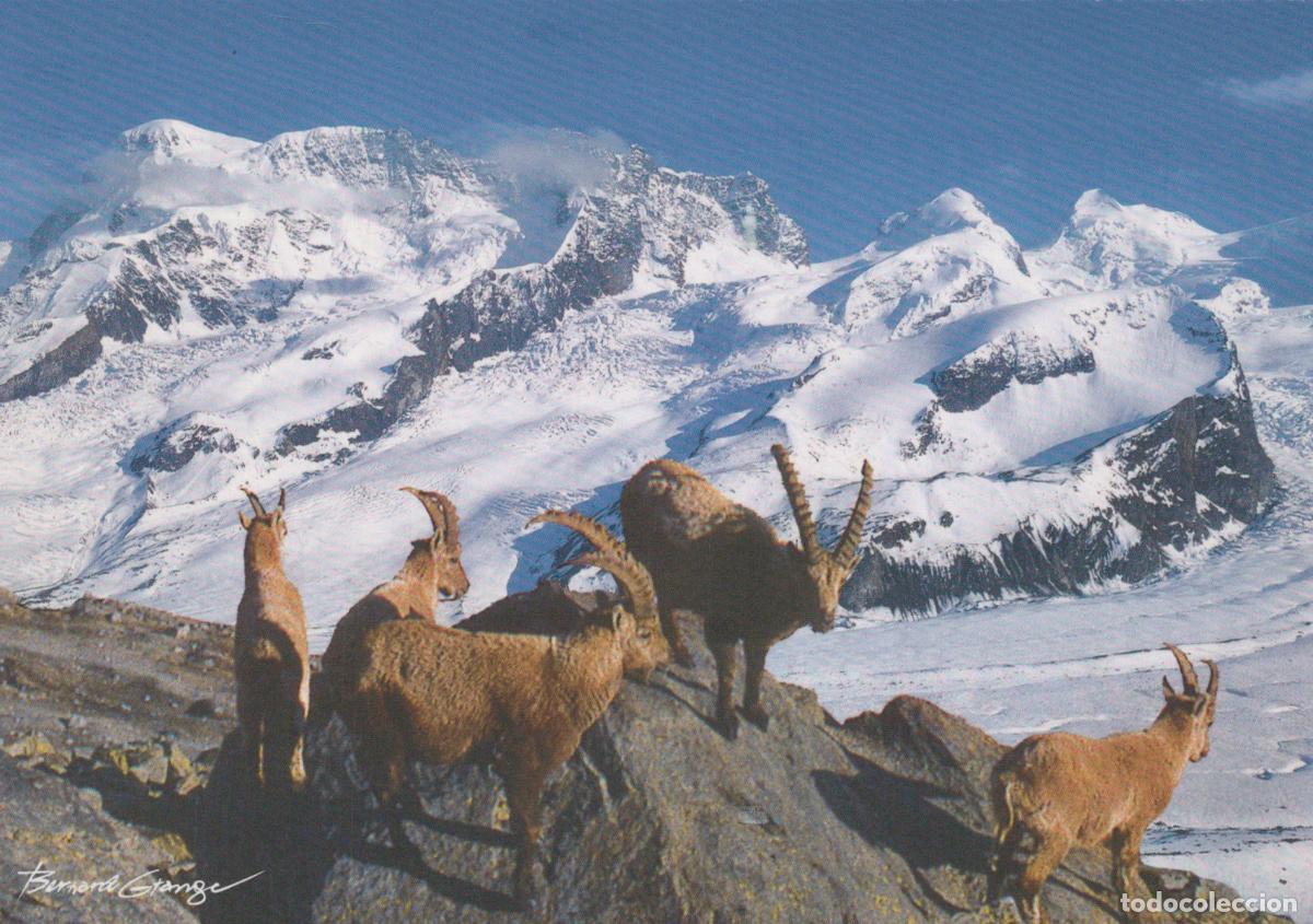 Cartes Postales: France Alps Ibex Mountain Goats Snow Peaks Landscape *YBB434