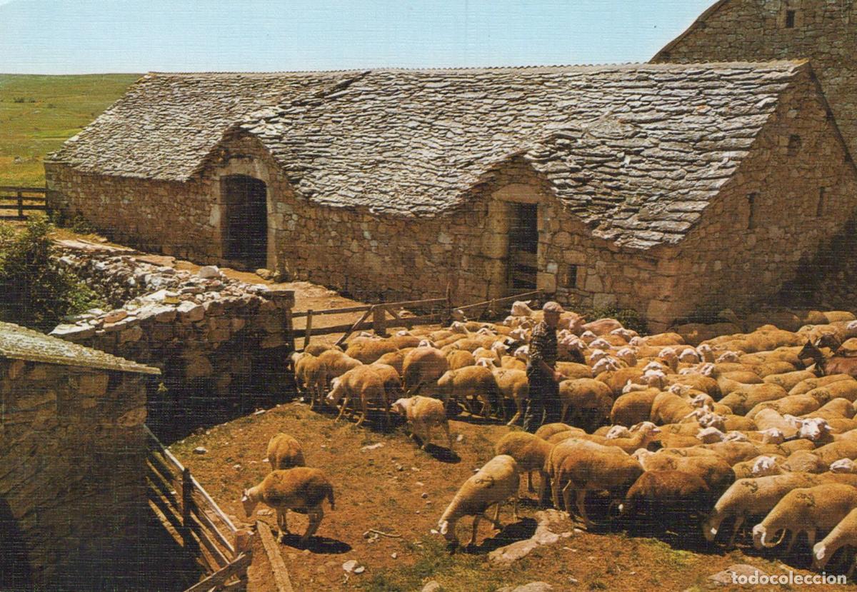 Postkarten: France Grands Causses Sheep Return To The Sheepfold Rural Landscape *YBB554