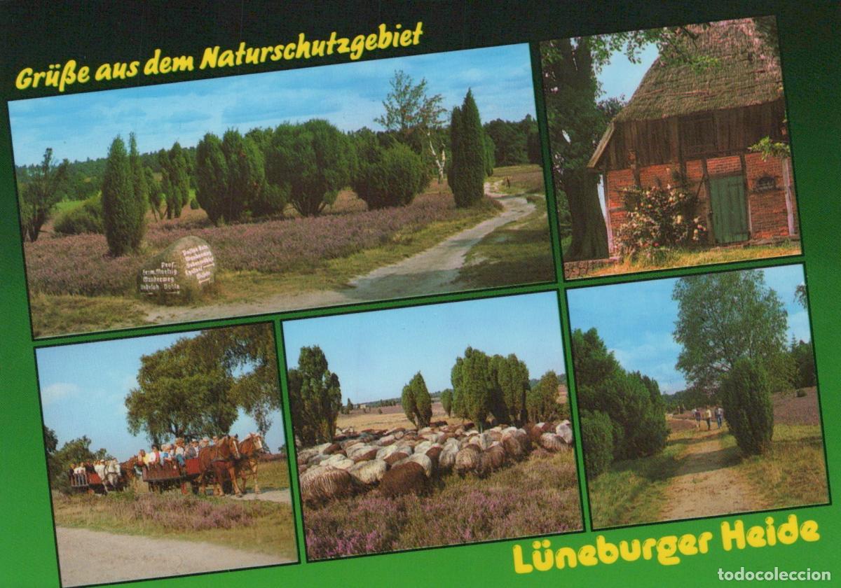 Postkarten: Germany L&uuml;neburg L&uuml;neburg Heath Heathland Rural Landscape Sheep *YBB740
