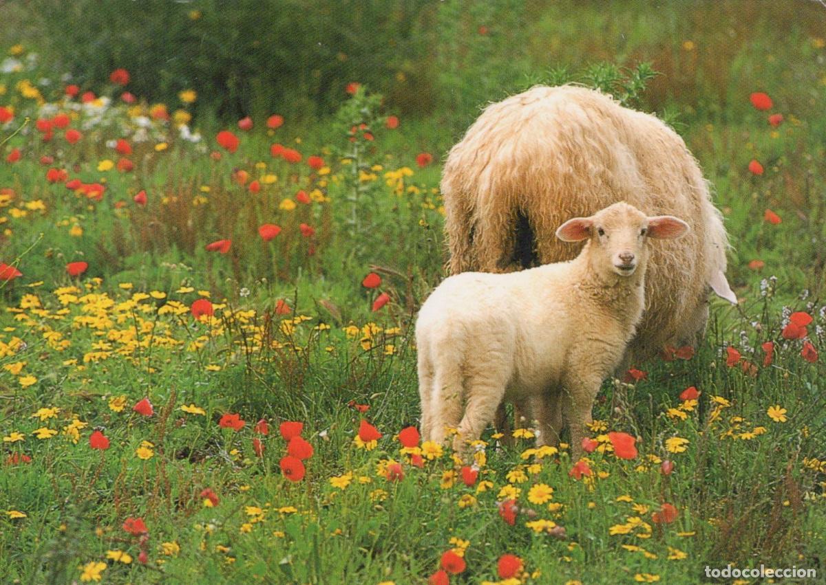 Postkarten: Germany Hannover Sheep And Lamb In A Field Of Red And Yellow Wildflowers *YBB766