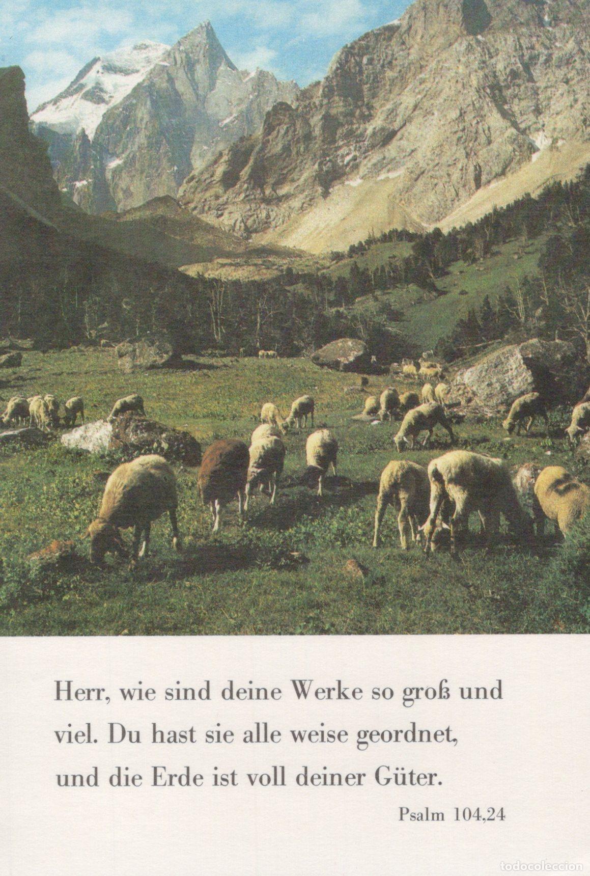 Postales: Germany Berchtesgaden Alpine Landscape With Sheep Grazing Psalm 104 24 *YBB857