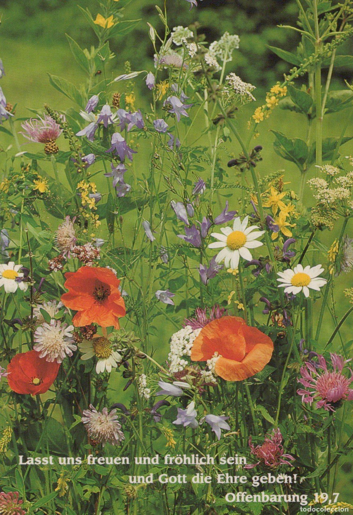 Postkarten: Switzerland Romanshorn Wildflower Meadow With Poppies And Daisies *YBB896