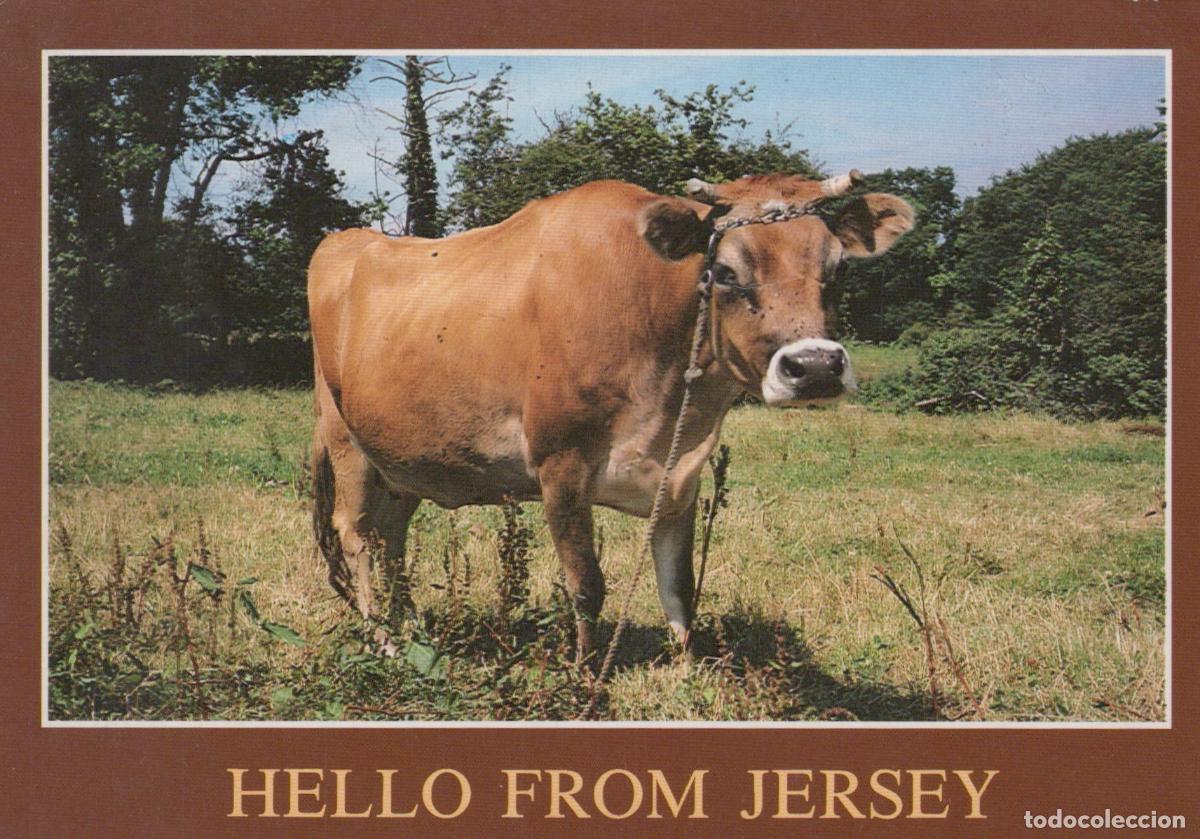 Postcards: United Kingdom Jersey Cow In Field Hello From *YBB952