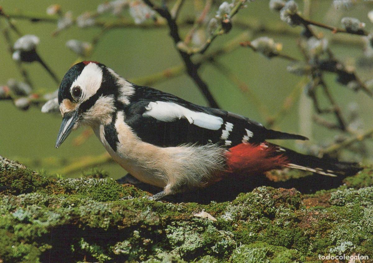 Postcards: Germany Great Spotted Woodpecker On A Mossy Branch With Catkins In The *YBB763