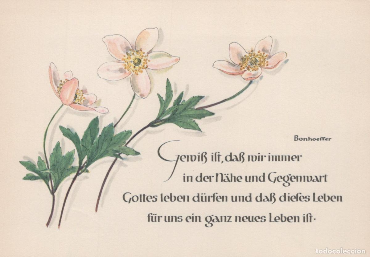 Cartoline: Germany Wuppertal Bonhoeffer Quote With Pink Anemone Flowers Religious *YBB773
