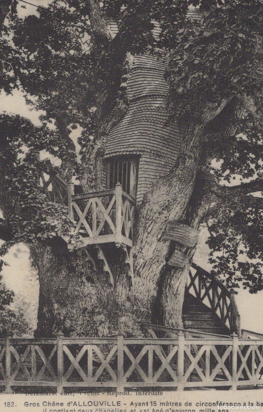 Cartoline: France Allouville Bellefosse Ancient Oak Tree Unposted Reproduction *YBB980