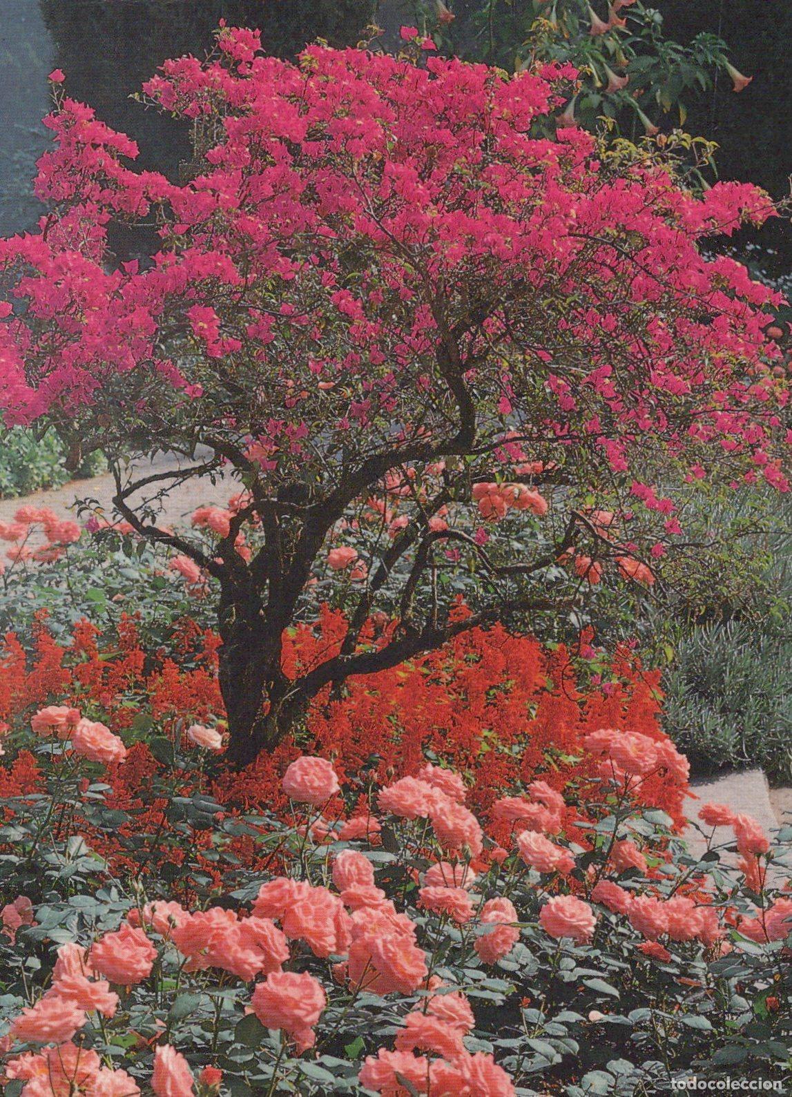 Postkarten: Germany Bad Bentheim Bougainvillea And Roses In A Beautiful Garden *YBB848