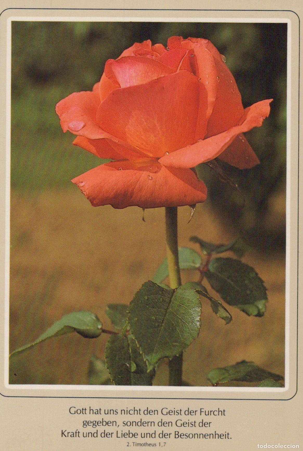 Postkarten: Germany Bad Rappenau Flourishing Orange Rose With Bible Verse *YBB868