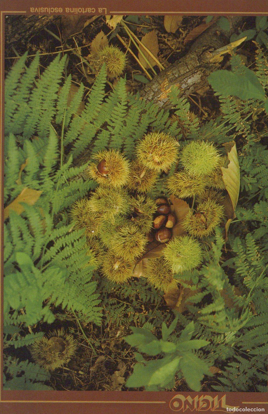 Cartes Postales: Switzerland Stansstad Chestnuts And Ferns In Forest Nature *YBB869