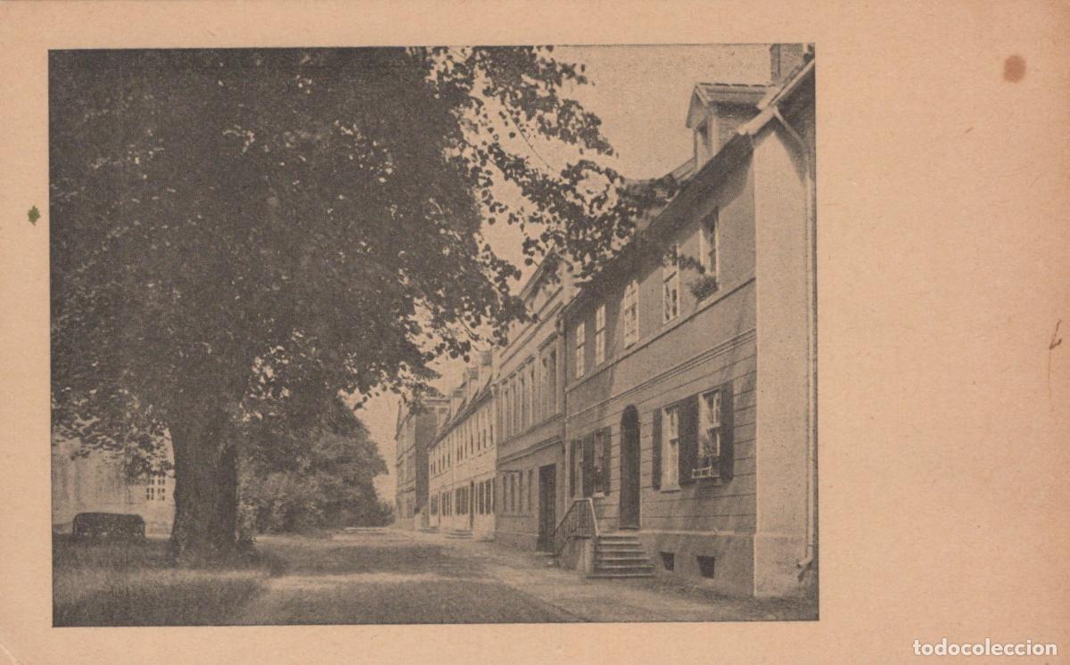 Postkarten: Germany Potsdam Street With Houses And Large Tree *YBB904