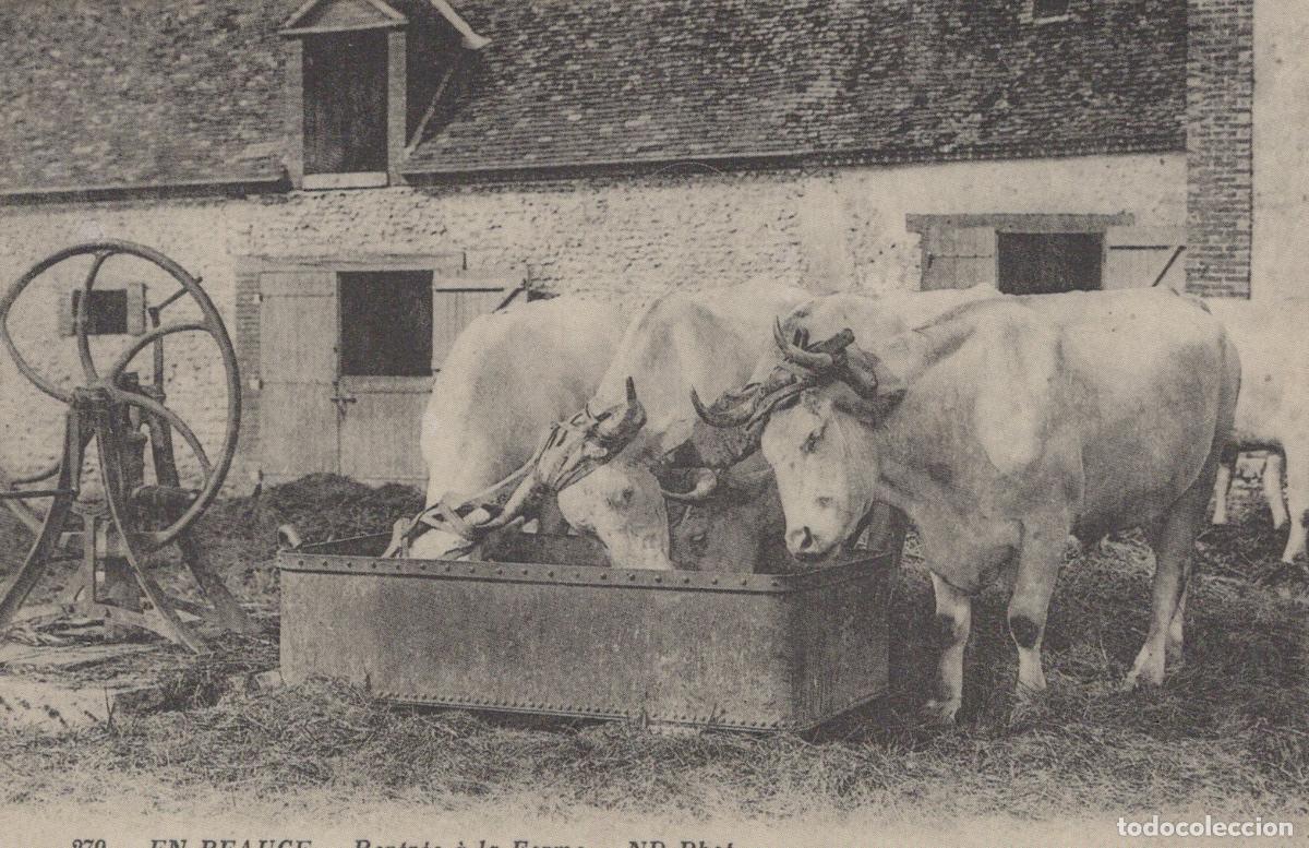 Postales: France Orleanais Ox Team At Farm Unposted Reproduction *YBC011