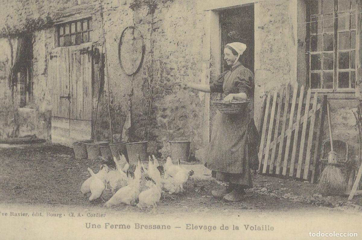Postales: France Bourg En Bresse Bresse Farm Woman Feeding Unposted Reproduction *YBC036