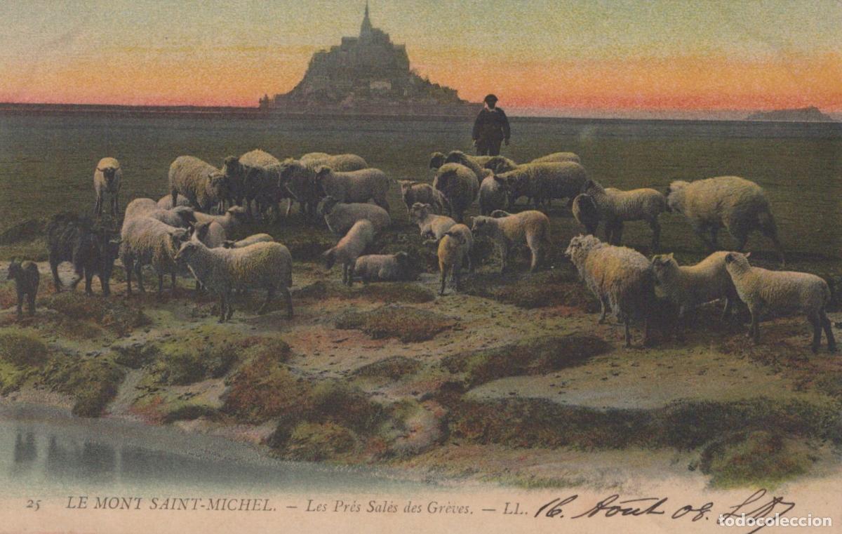 Cartoline: France Le Le Mont Saint Michel Sheep Grazing In The Salt Marshes Of Mont *YBC308