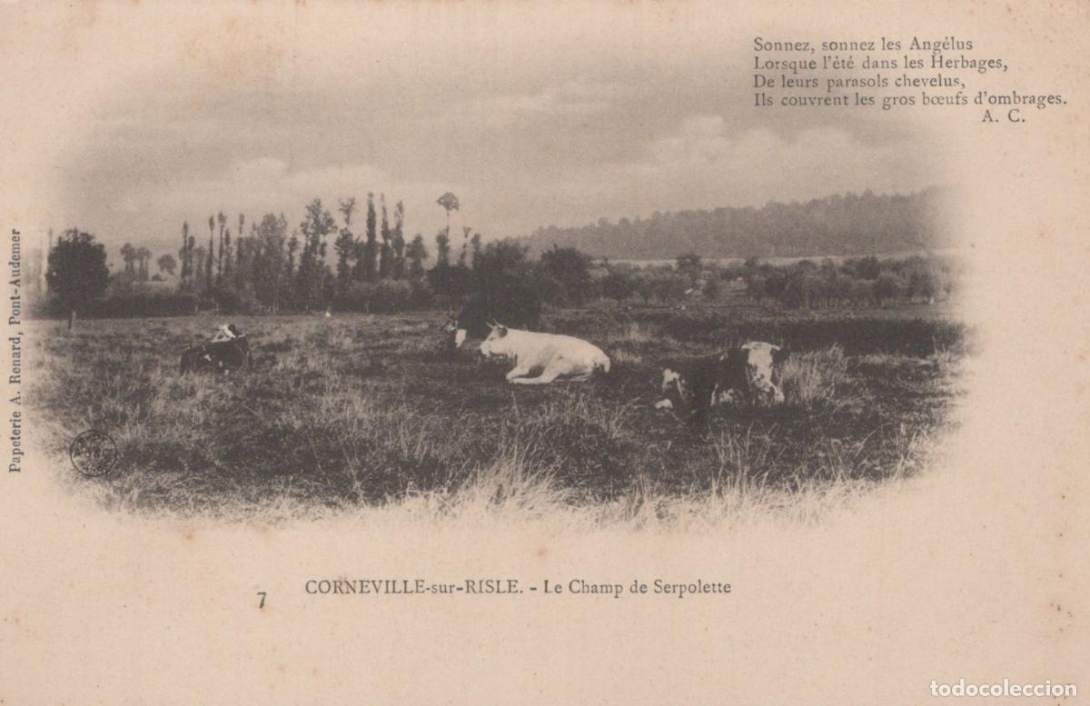 Postcards: France Corneville Sur Risle Cows In The Serpolette Field Unposted *YBC502