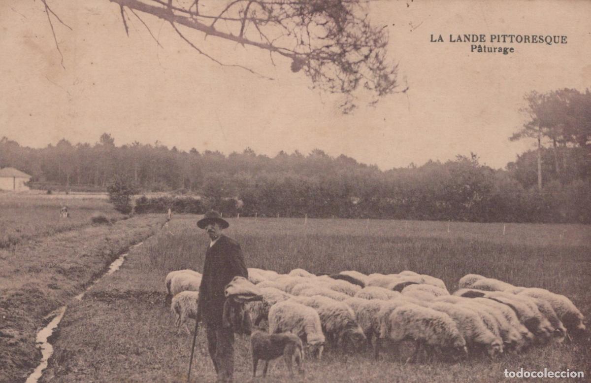 Postais: France Dax Picturesque Landes Region Shepherd With Flock Of Unposted *YBC758