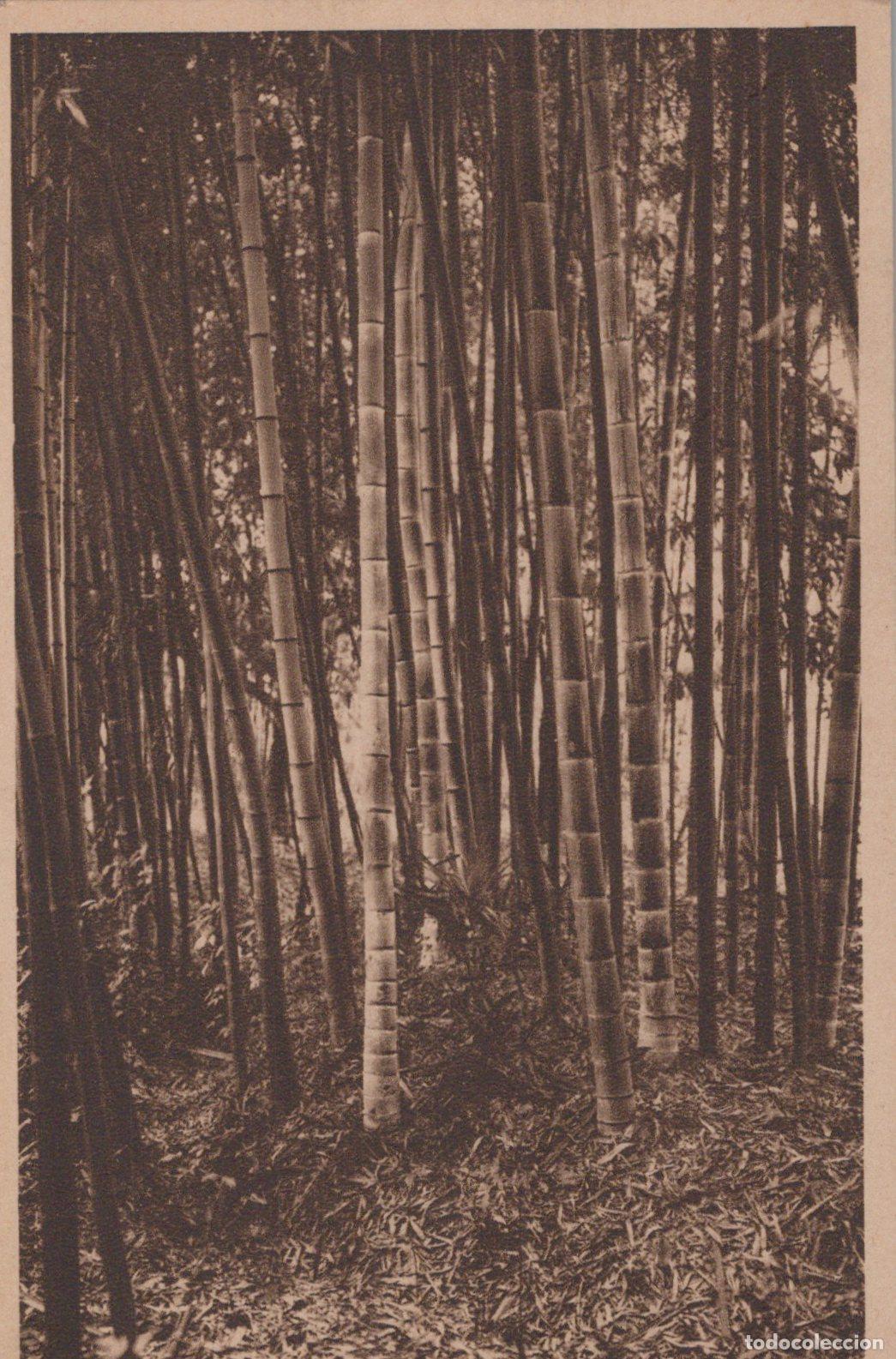 Cartes Postales: France Aigues-Mortes Giant Bamboo Forest At Domaine De Unposted *YBC999