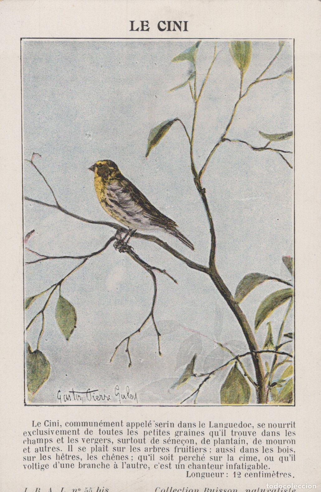 Postais: France European Serin Bird Illustration Naturalist Collection Unposted *YBC974