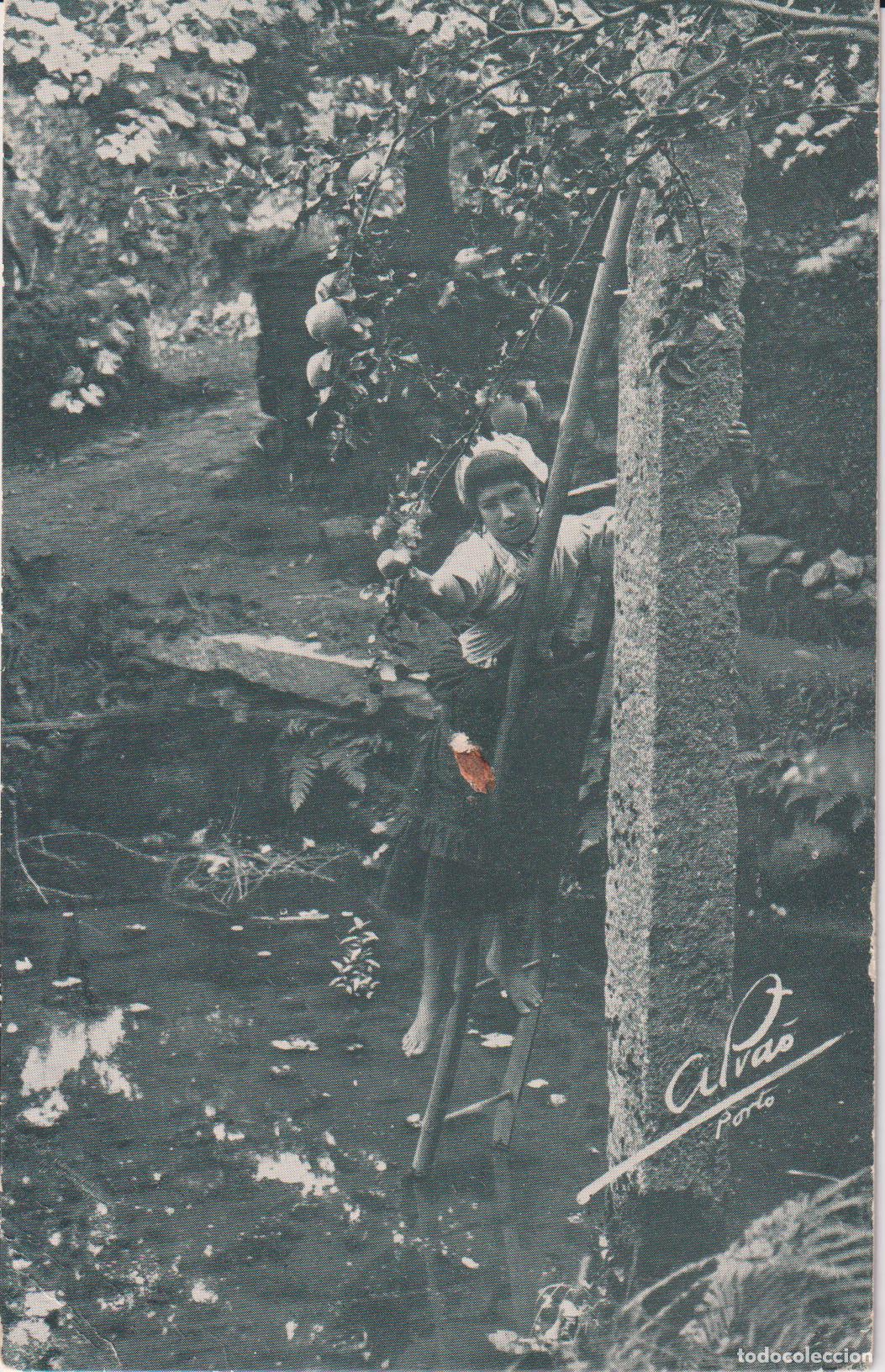 Postales: PORTUGAL, PORTO, RECOLECTANDO FRUTA &ndash; FOTO ALVAO &ndash; S/C