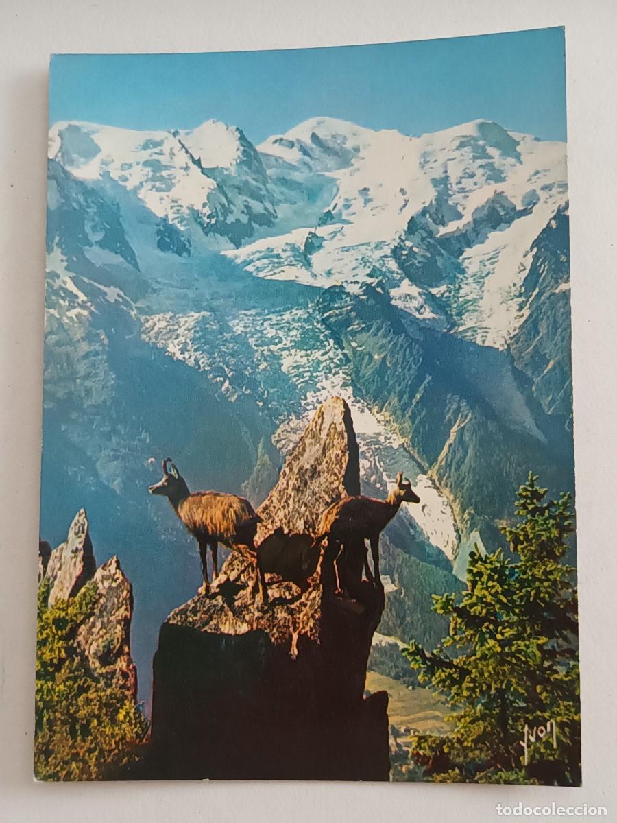 Postales: ISARDS AUX AGUETS - REBECOS EN ALERTA