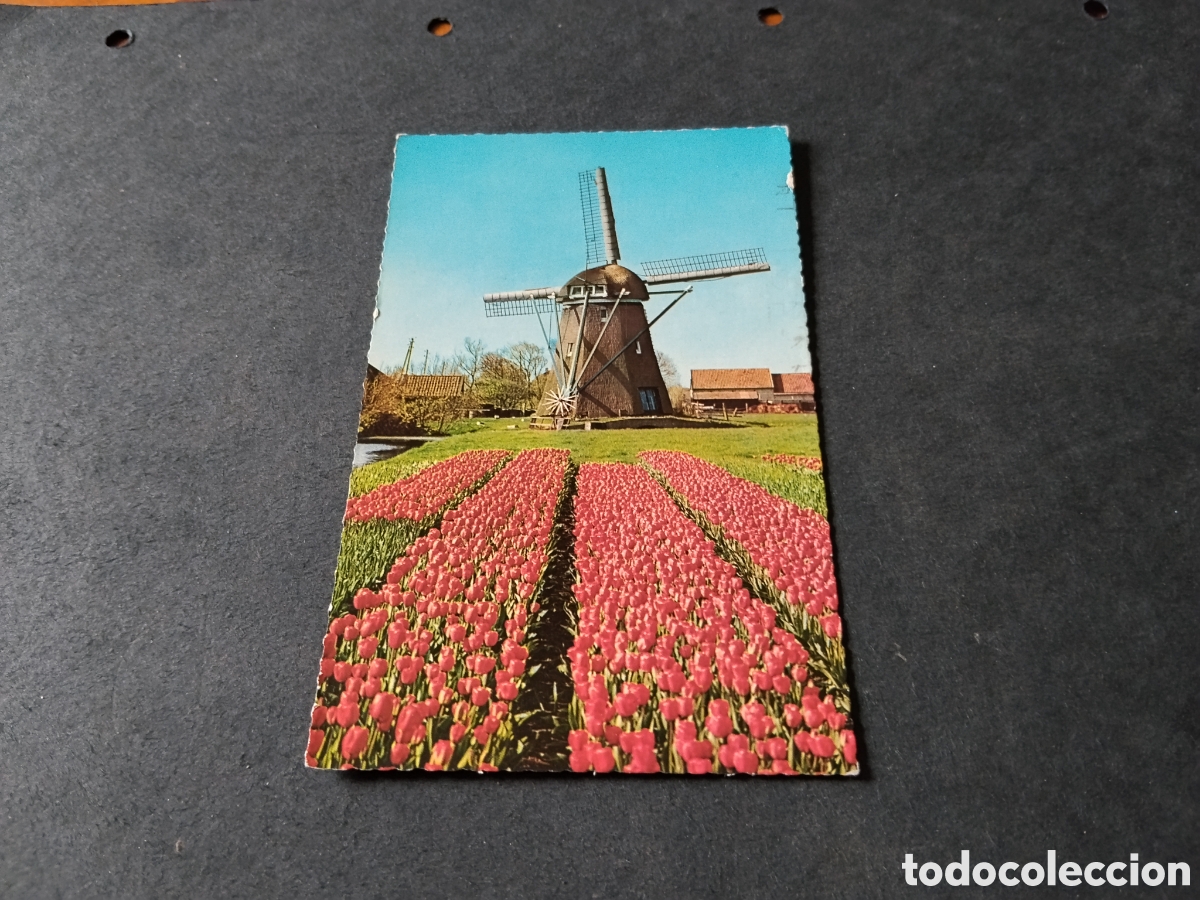 Postales: Postal molino tulipanes, Holanda