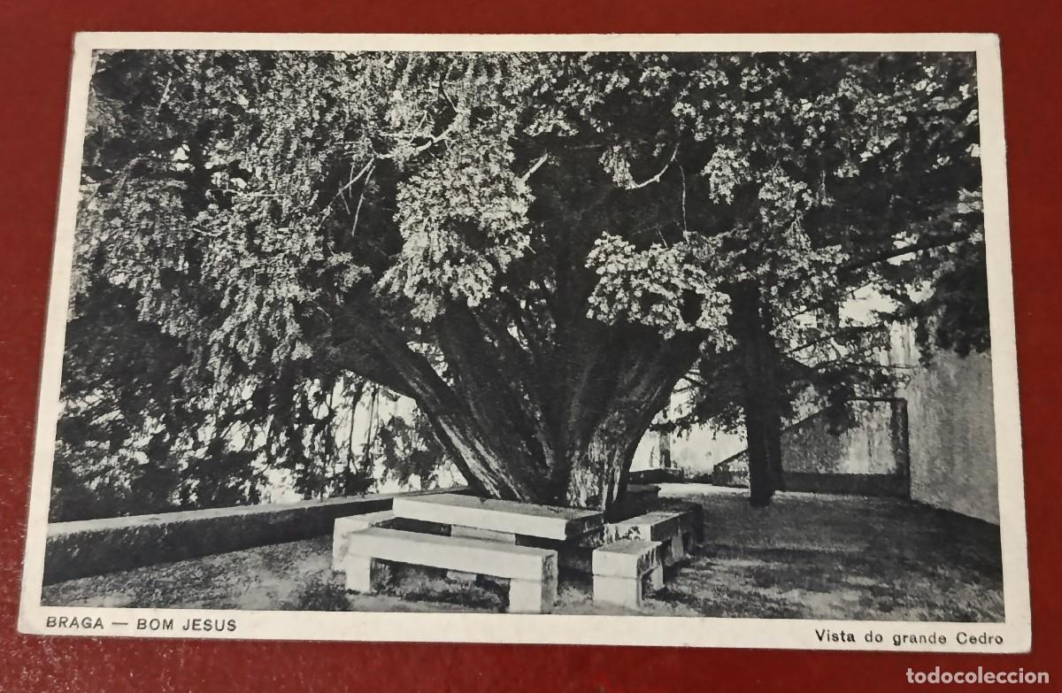 Postkarten: POSTAL BLANCO Y NEGRO GRAN CEDRO EN SANTUARIO DO BOM JESUS DO MONTE - BRAGA - PORTUGAL PPIO XX