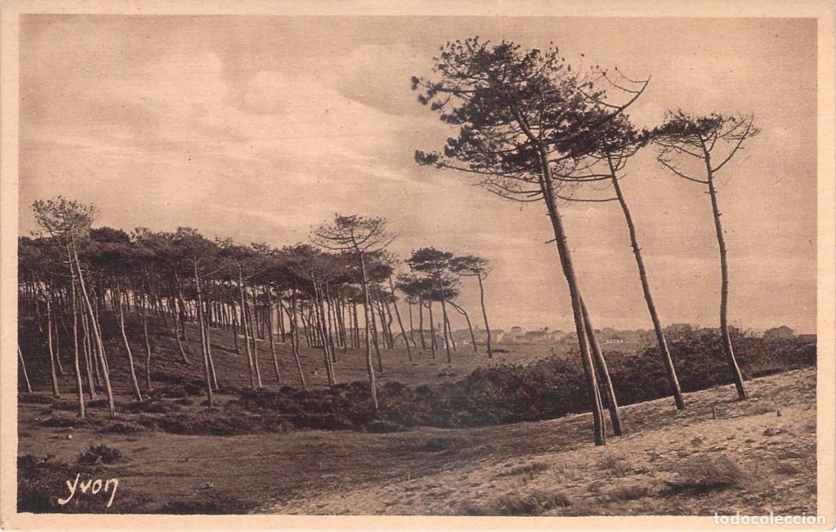 Postales: Postal de los pinos en Capbreton, Francia