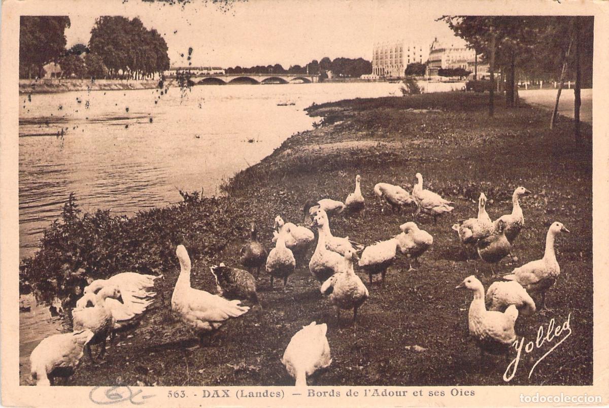 Postales: Postal de Dax Francia, orillas del r&iacute;o Adour con ocas