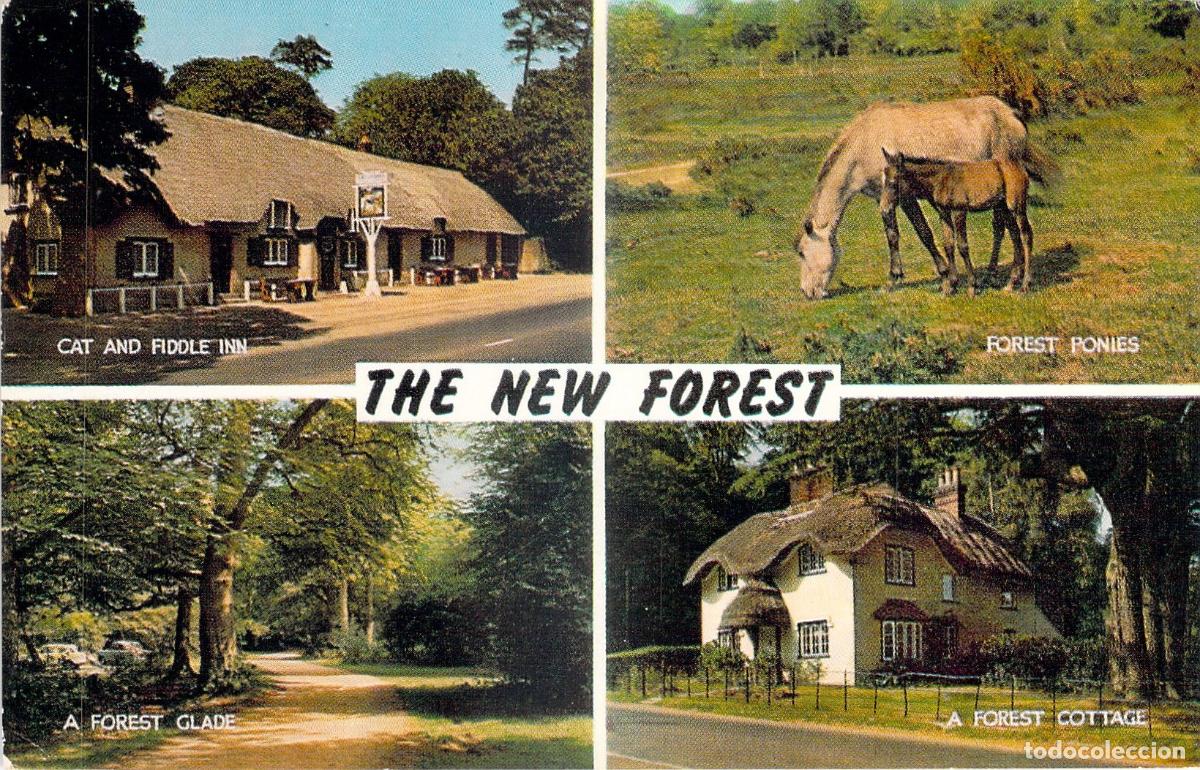 Postales: Postal de vistas del bosque New Forest en Inglaterra