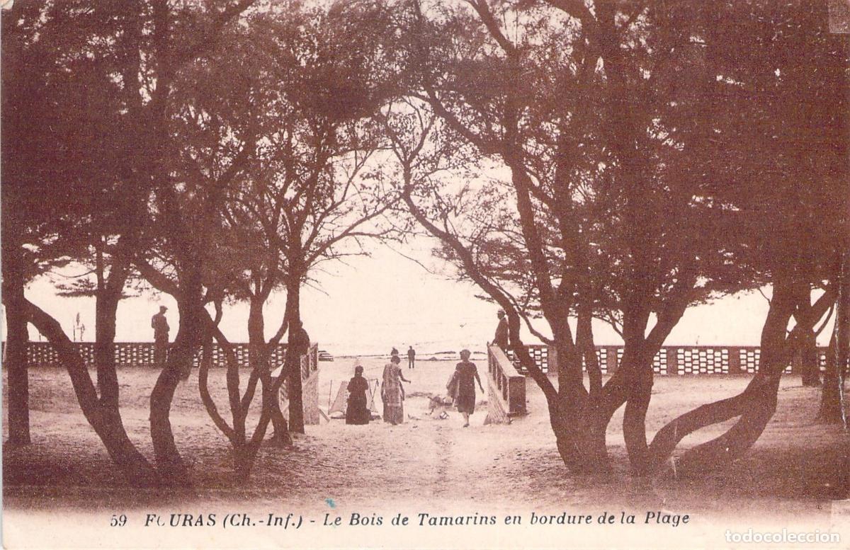 Postales: Postal de Fouras Francia, bosque de tamarindos junto a la playa